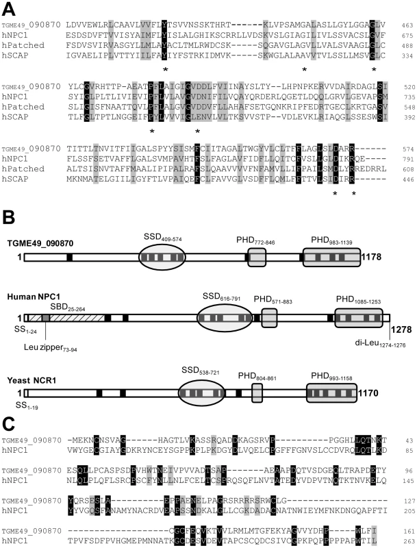 Characteristic features of the predicted sequence of TGME49_090870 displaying a sterol-sensing-like domain and some conserved critical motifs of the NPC1 family.