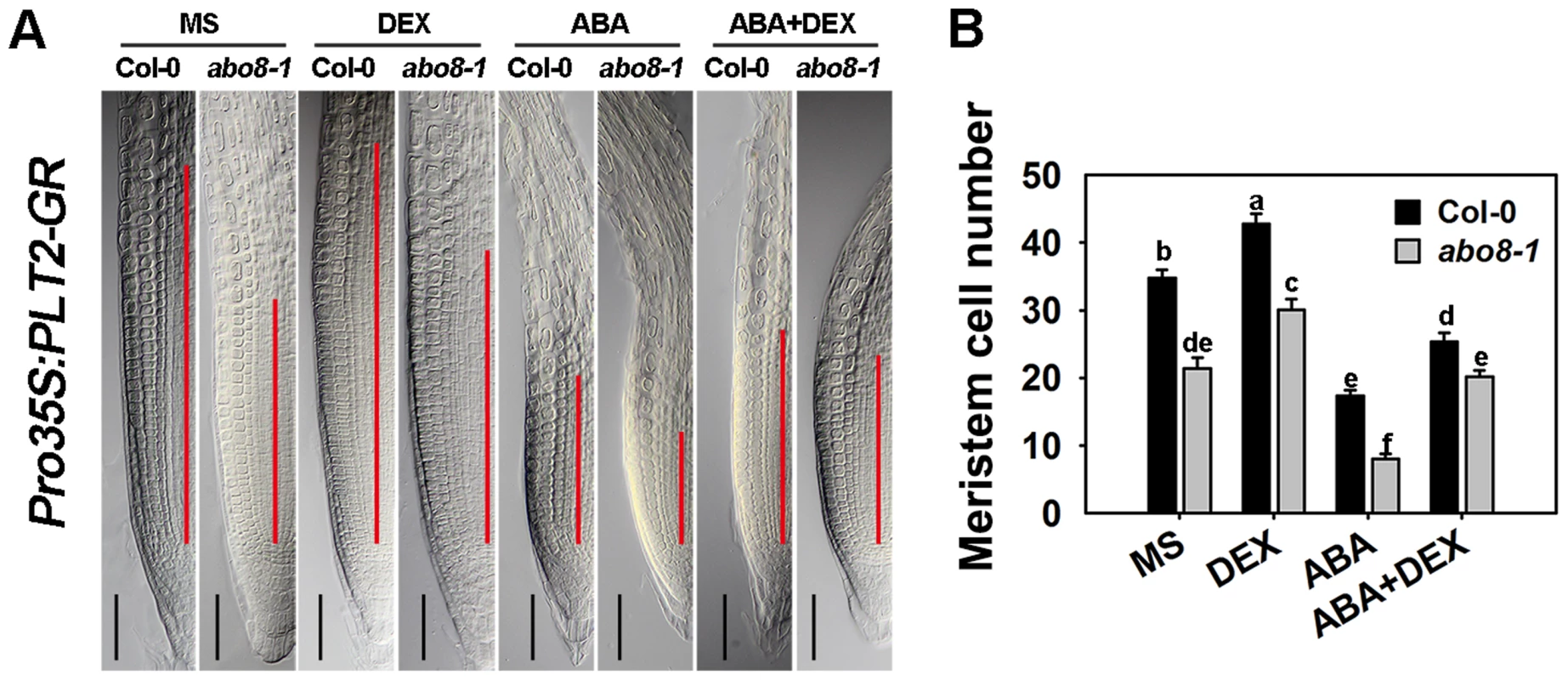 The sensitivity of <i>abo8-1</i> roots to ABA is partially rescued by the expression of the inducible <i>Pro35S:PLT2-GR</i>.