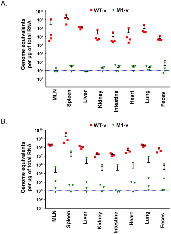 Viral RNA replication <i>in vivo</i> is reduced as a result of the loss of VF1 expression.