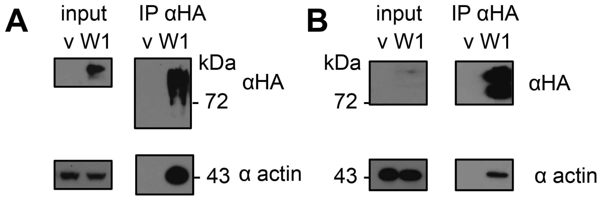HopW1 forms complexes with actin in plants.