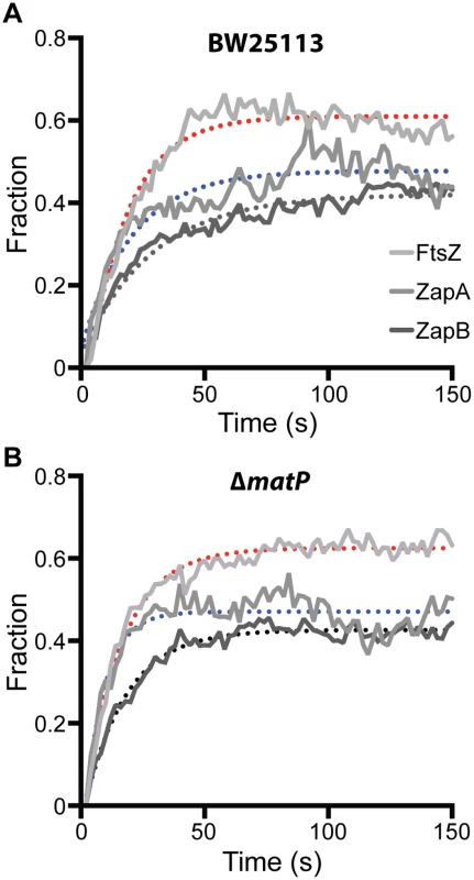 FRAP measurements of FtsZ, ZapA and ZapB turnover rates in BW25113 and Δ<i>matP</i> cells.