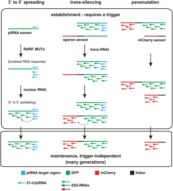 Model of multigenerational target gene silencing by piRNAs and downstream 22G-RNAs.