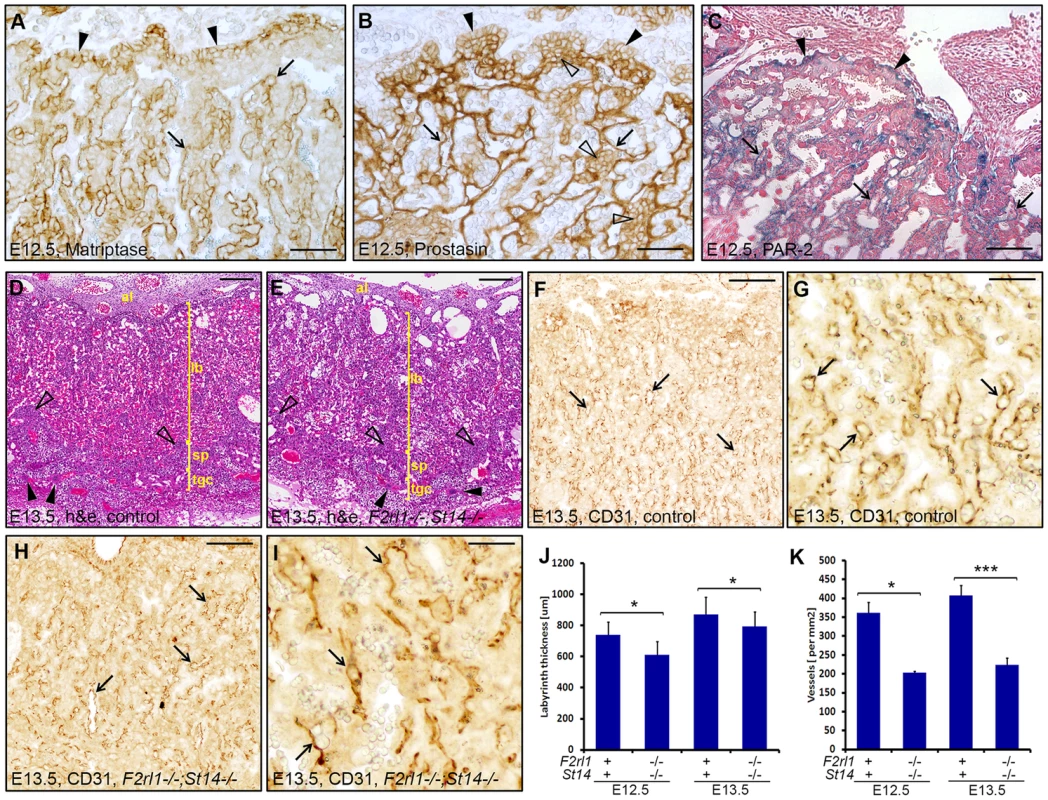 A combined loss of PAR-2 and matriptase leads to underdevelopment of placental labyrinth.