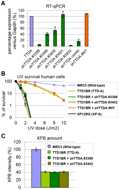 Knock-down of mutant hTTDA results in complete NER deficiency.
