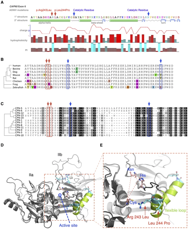 Protein structure modeling of calpain-5 and ADNIV mutants.
