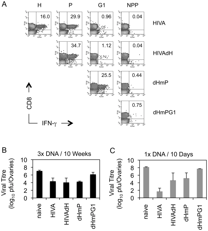 Recovered subdominant epitopes contribute towards protection against vaccinia virus WR.HIVA challenge.