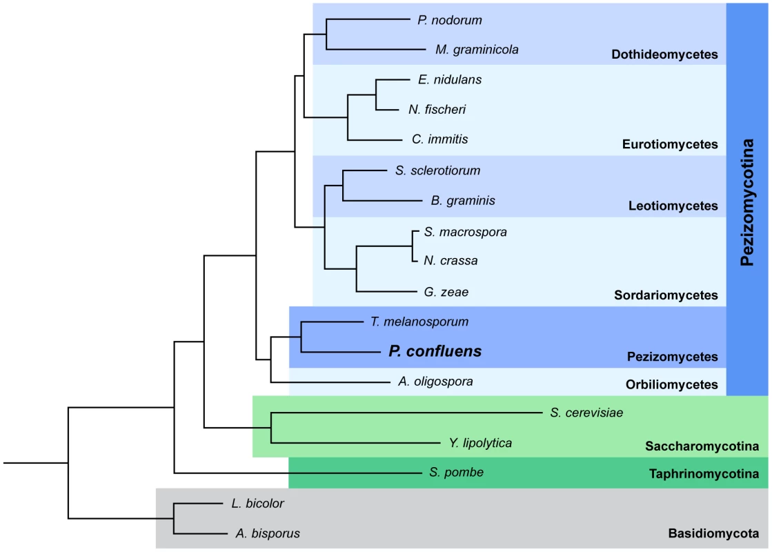 Species tree of 18 fungal species based on phylome reconstruction.