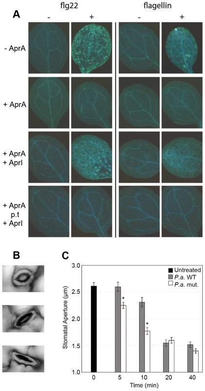 AprA prevents recognition of flagellin in <i>Arabidopsis</i> and prevents stomatal closure.