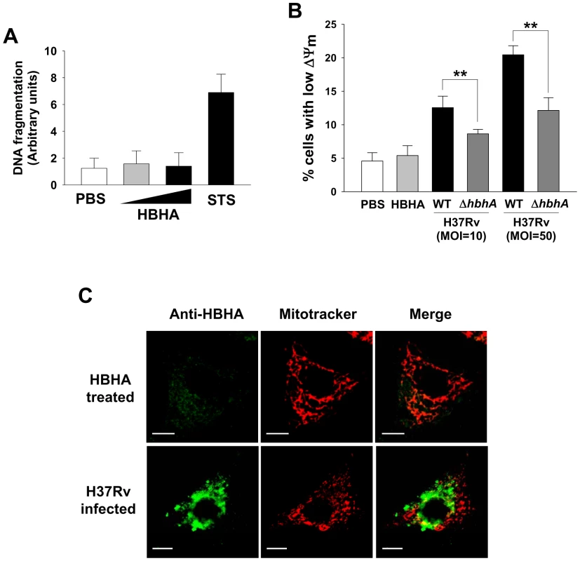 HBHA does not affect the viability of A549 cells.