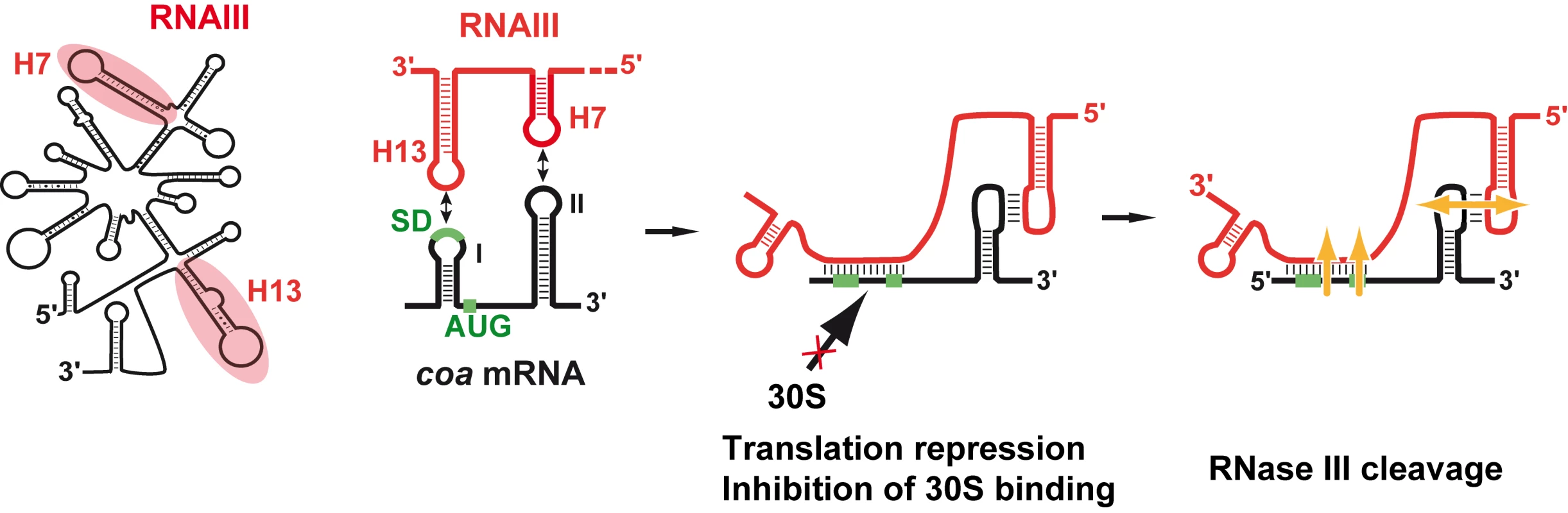 Schematic view of RNAIII-mediated repression of <i>coa</i> mRNA.