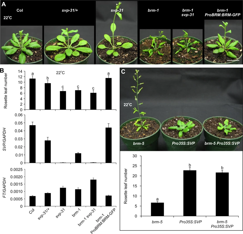 BRM represses flowering mainly through regulating <i>SVP</i> transcription.