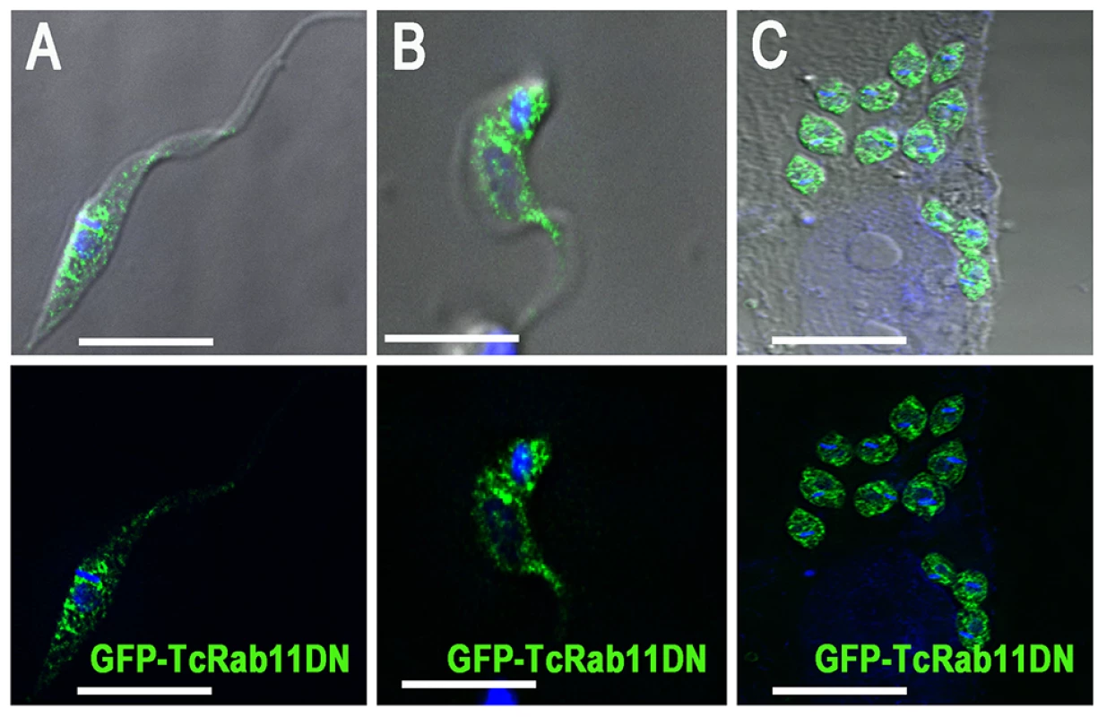 GFP-TcRab11DN localizes to the cytoplasm of different life cycle stages.