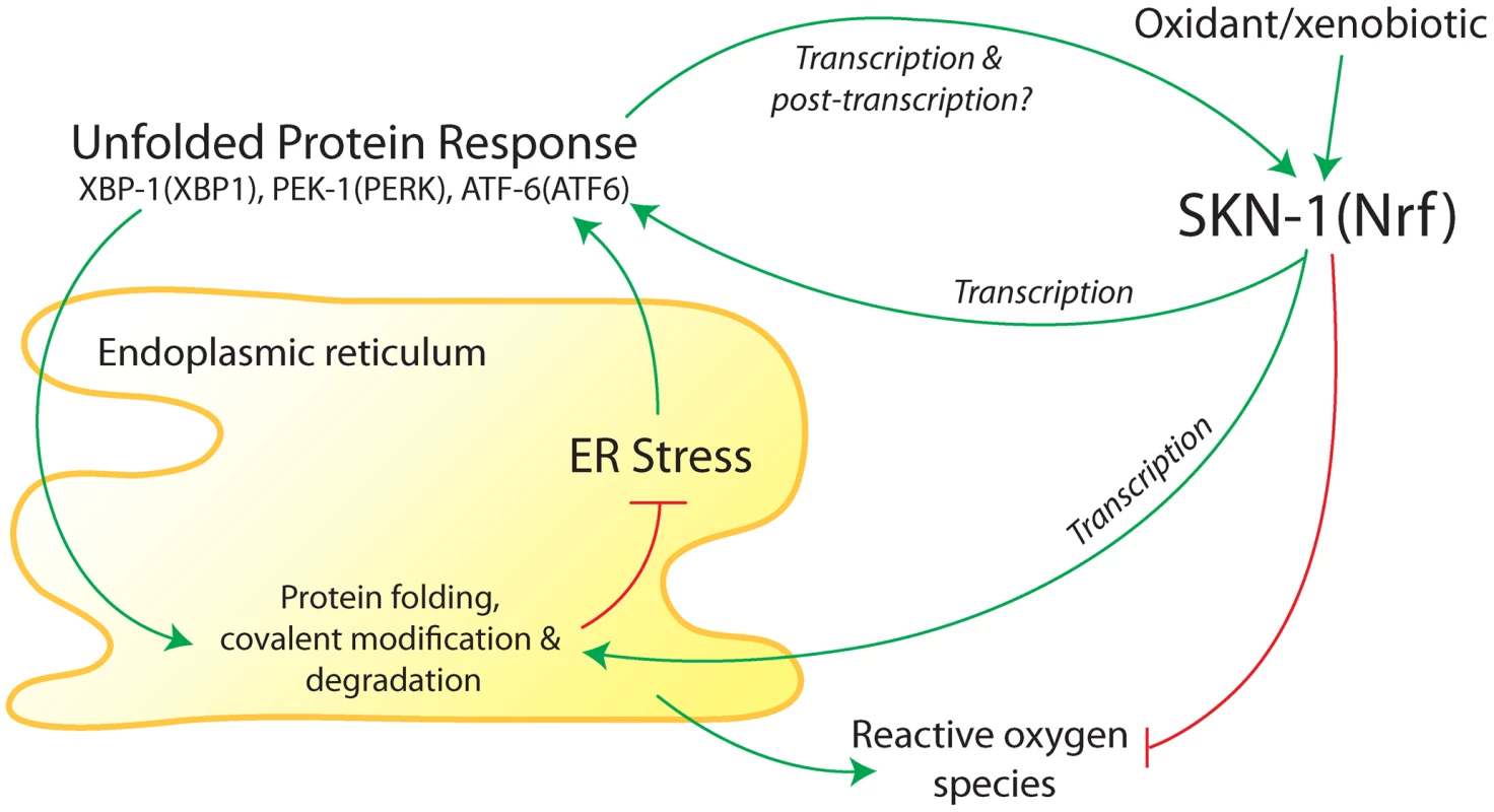 Summary of interactions between the endoplasmic reticulum (ER) unfolded protein response (UPR) and antioxidant/detoxification transcription factor SKN-1 in <i>C. elegans</i>.