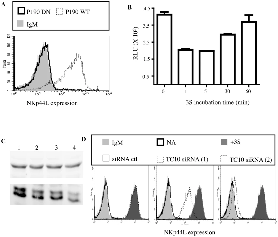 3S peptide stimulation downregulates Rho activity via p190 RhoGAP A.