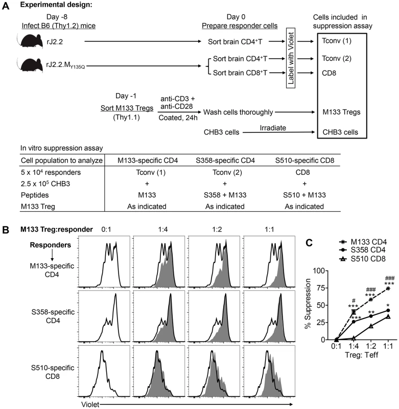 M133 Tregs preferentially inhibit proliferation of M133-specific Tconvs in an <i>in vitro</i> suppression assay.