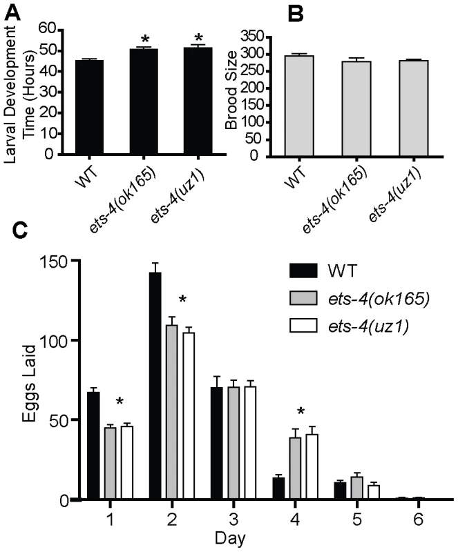 ETS-4 affects larval developmental rate and egg-laying rate.