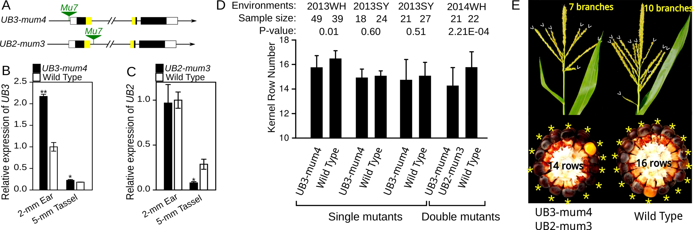 Expression analysis and phenotypic characterization of <i>UB3-mum4</i> and <i>UB2-mum3</i> mutants.