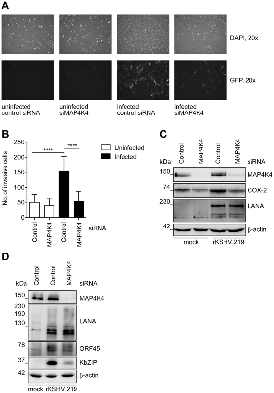 Increased MAP4K4 expression in KSHV-infected primary endothelial cells promotes their invasiveness.