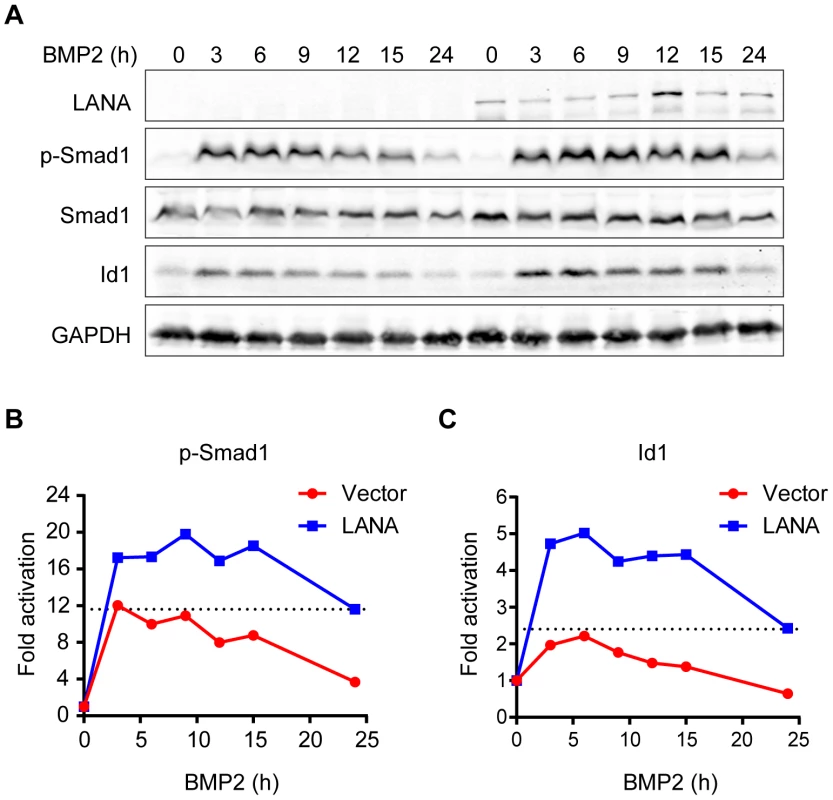 LANA sustained BMP-induced p-Smad1 and up-regulated Id1 expression.