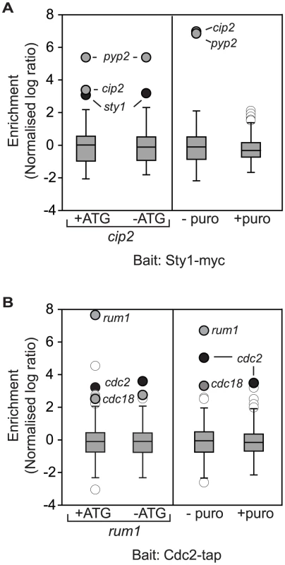 Cotranslational association of Cdc2p-Rum1p and Sty1p-Cip2p.