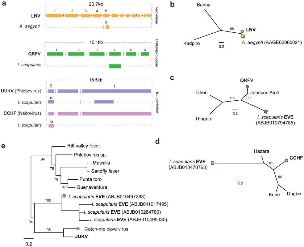 Genetic structures and phylogenetic relationships of EVEs related to segmented RNA viruses.