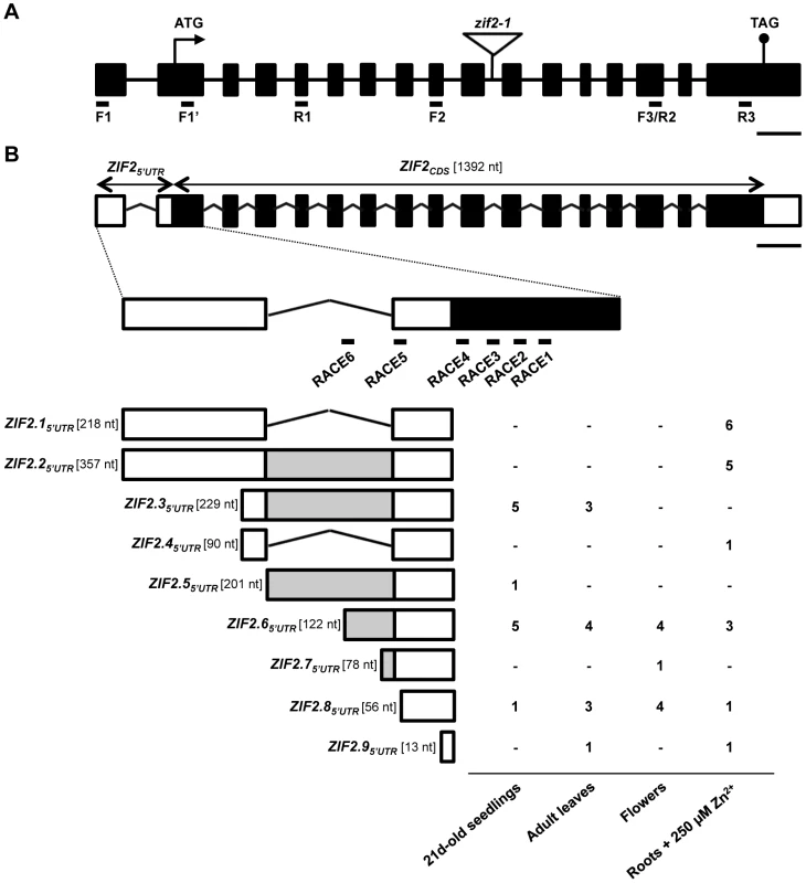 The <i>Arabidopsis ZIF2</i> gene encodes multiple transcripts.