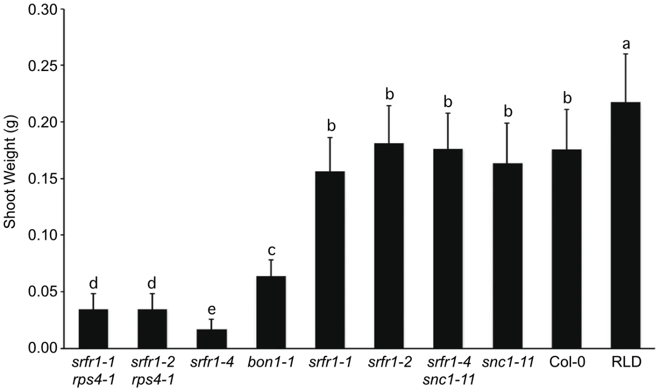 Stunting of <i>srfr1-4</i> as measured by shoot weight is reversed by <i>snc1-11</i>.