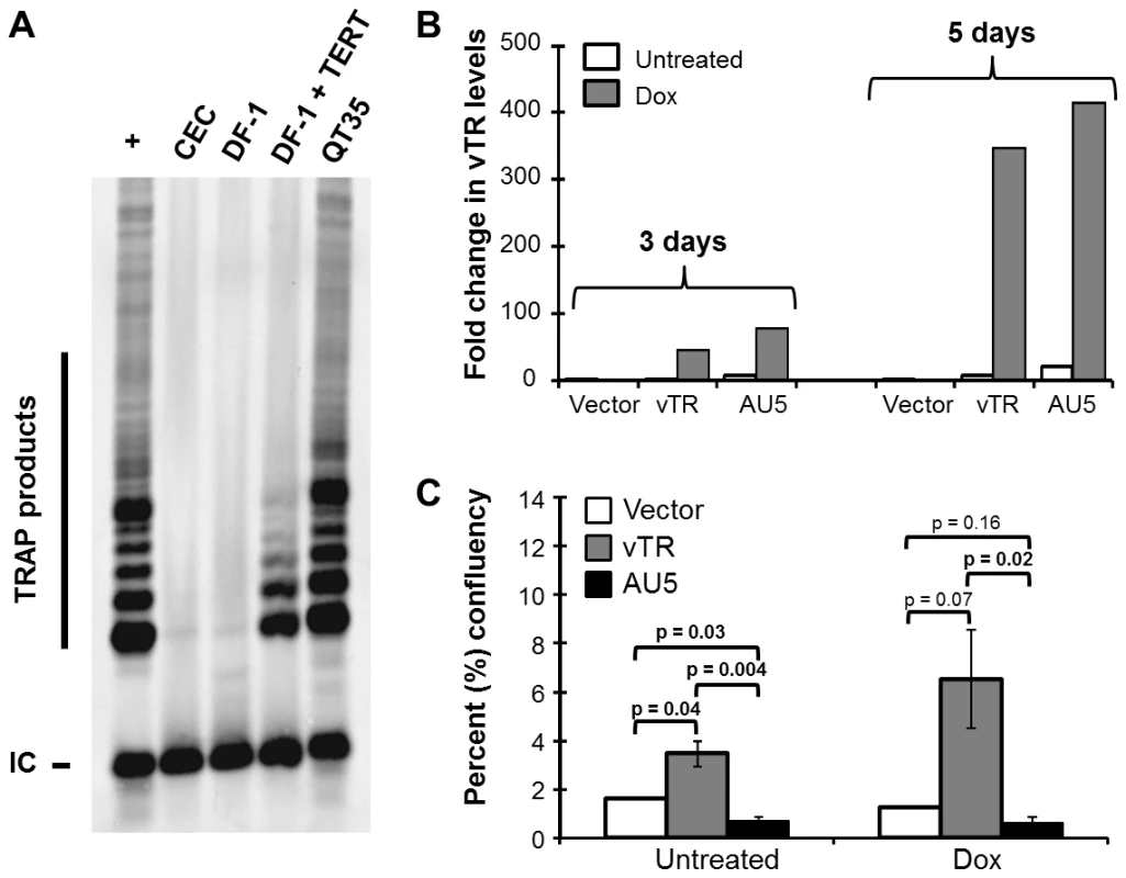 Expression of vTR harboring the mutant template (AU5) decreases cell proliferation of an avian cancer cell line.