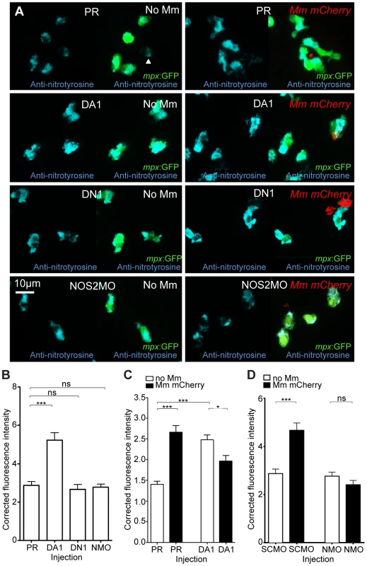 Nitrosylation levels are increased in unchallenged leukocytes with stabilized Hif-1α.