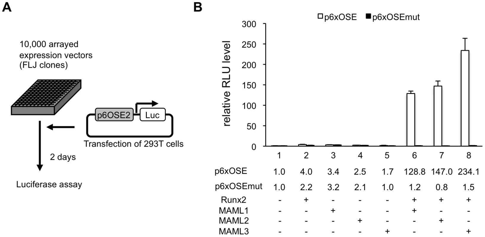 MAML1 enhances the transcriptional activity of Runx2.