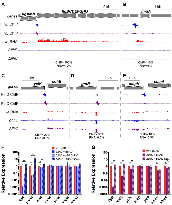 FhDC binding and regulation at known and novel targets.