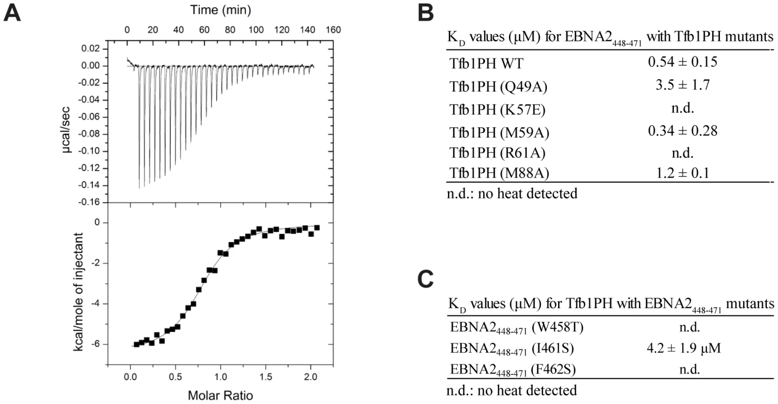 Dissociation constants of Tfb1PH-EBNA2<sub>448–471</sub> and mutants.