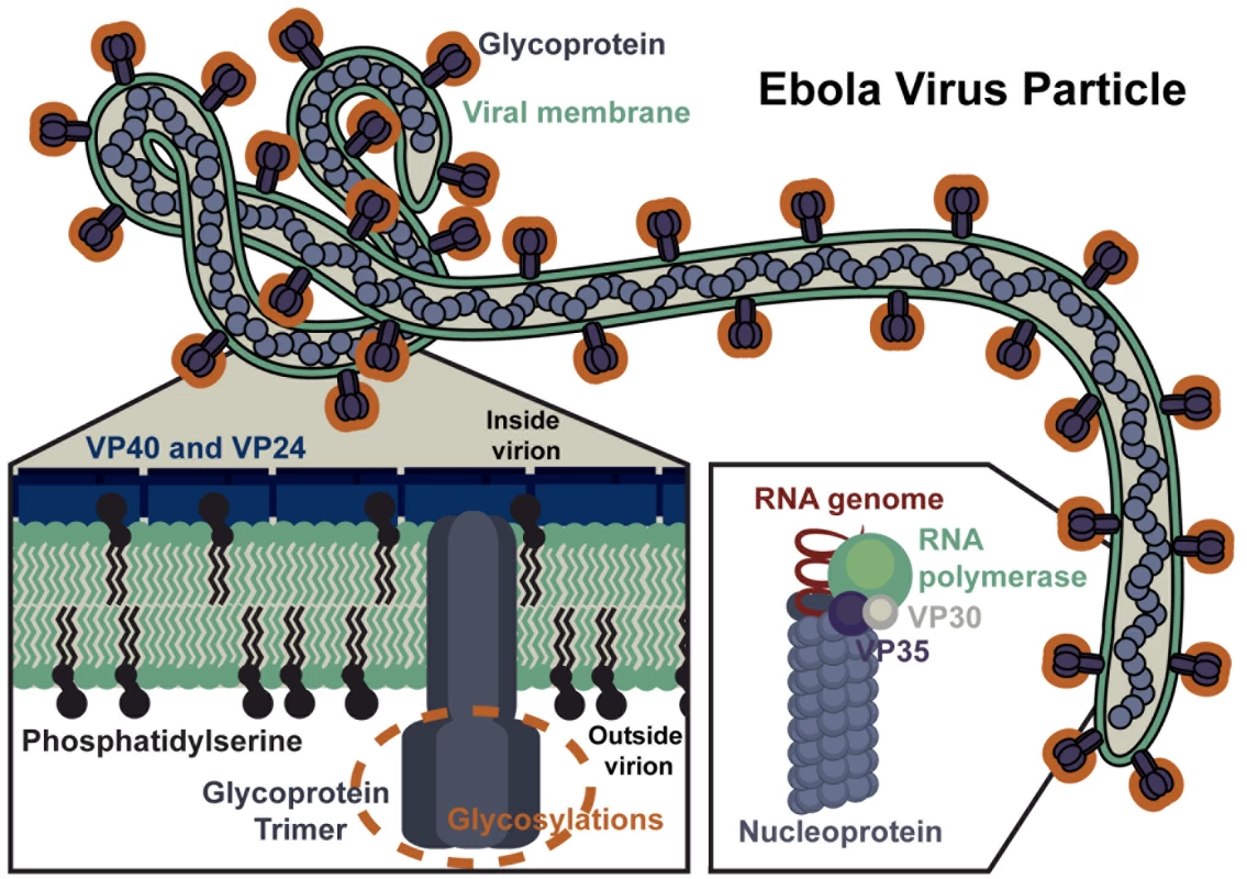 Ebola Virus Particle.