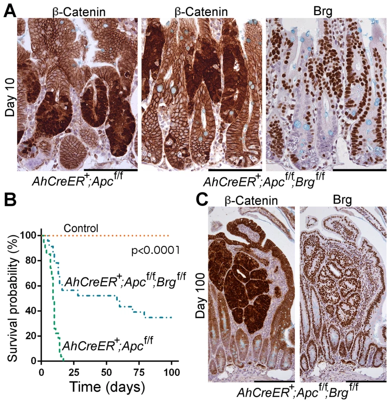 Brg1 loss is incompatible with Wnt-driven adenoma formation and improves animal survival upon Apc inactivation in the small intestine.