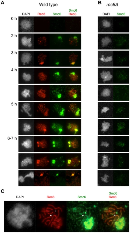 The Smc6 protein localizes to meiotic chromosomes during prophase in a cohesin- dependent manner.