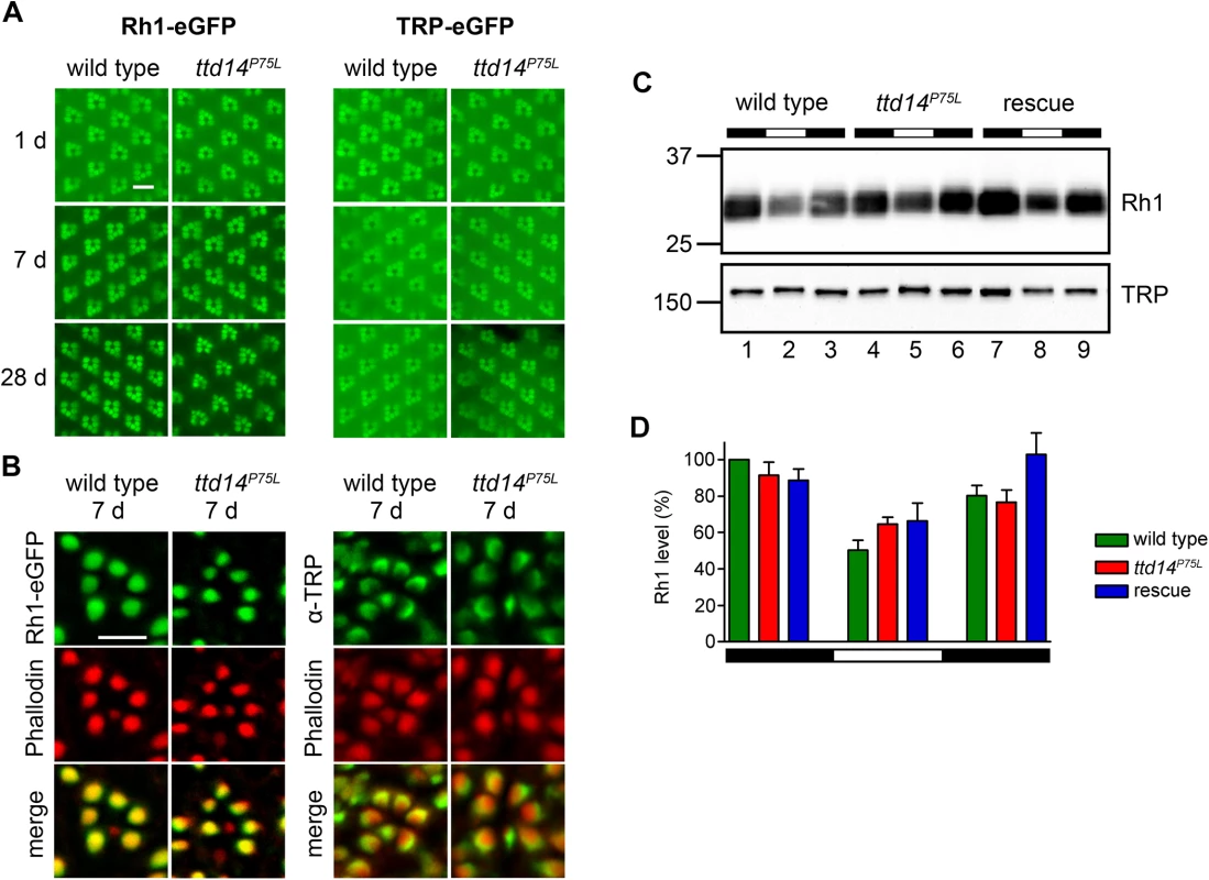 Rhabdomeral localization of Rh1 and TRP is not affected in the <i>ttd14</i><sup><i>P75L</i></sup> mutant.
