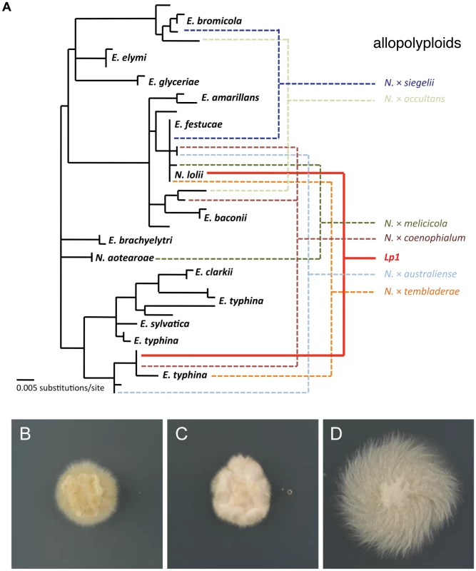 Phylogeny and culture morphology of <i>Epichloë</i> and <i>Neotyphodium</i> species.