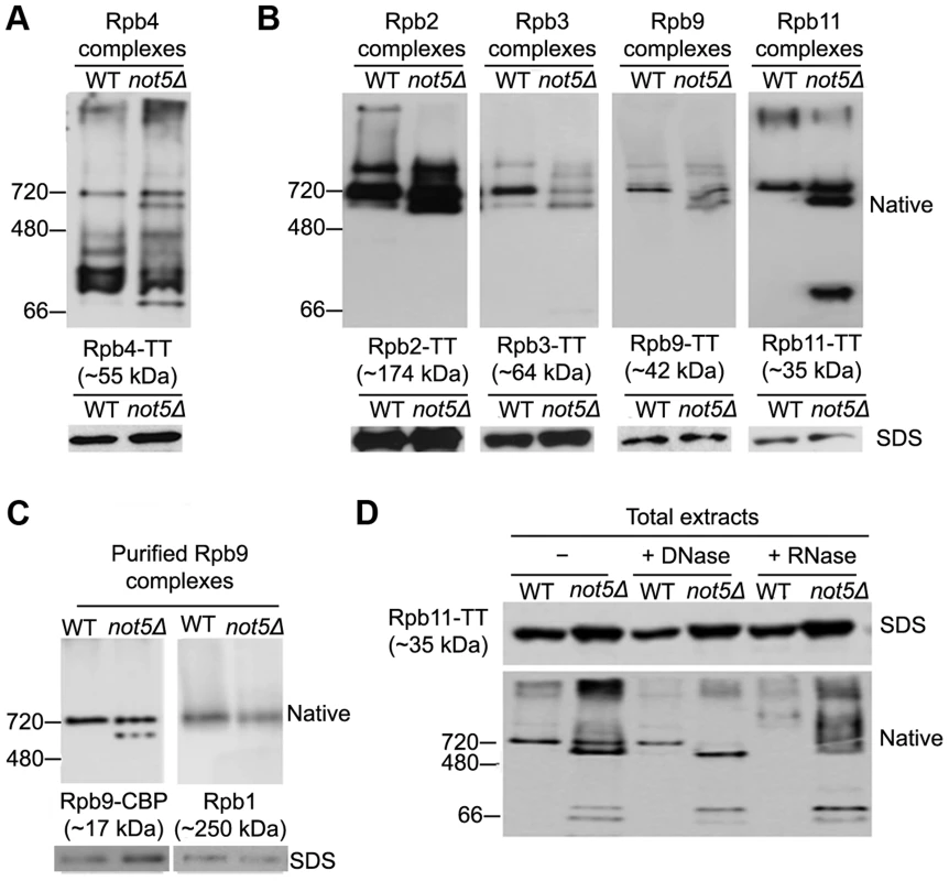 Polymerase sub-complexes lacking Rpb1 accumulate in <i>not5Δ</i>.