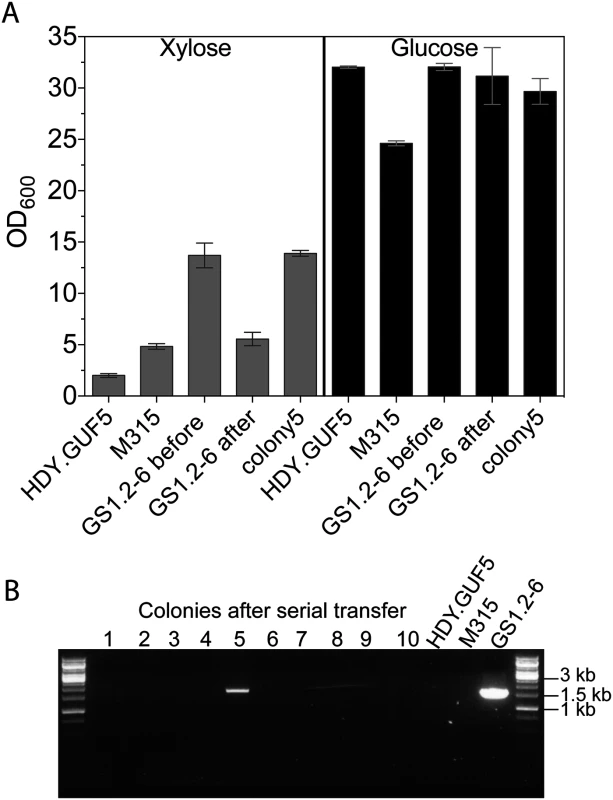 Evaluation of the stability of the <i>XylA</i>-carrying circular DNA in GS1.2–6.