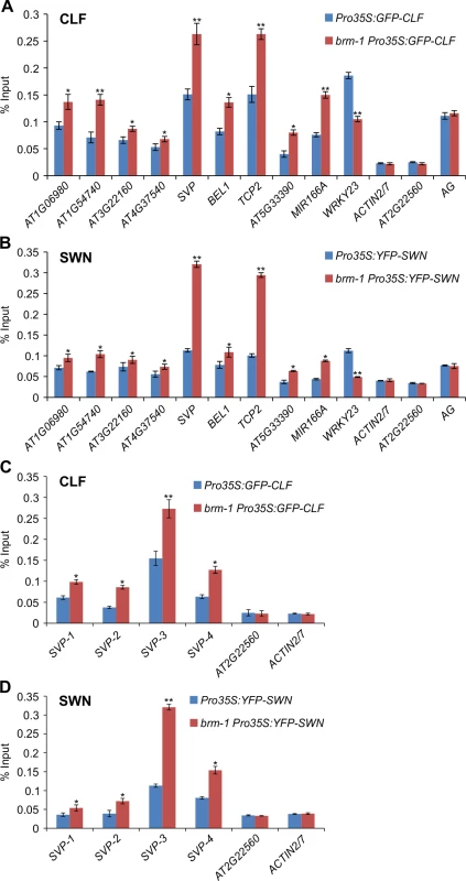 Physical occupancy of CLF and SWN at selected genes in <i>brm</i> mutants.