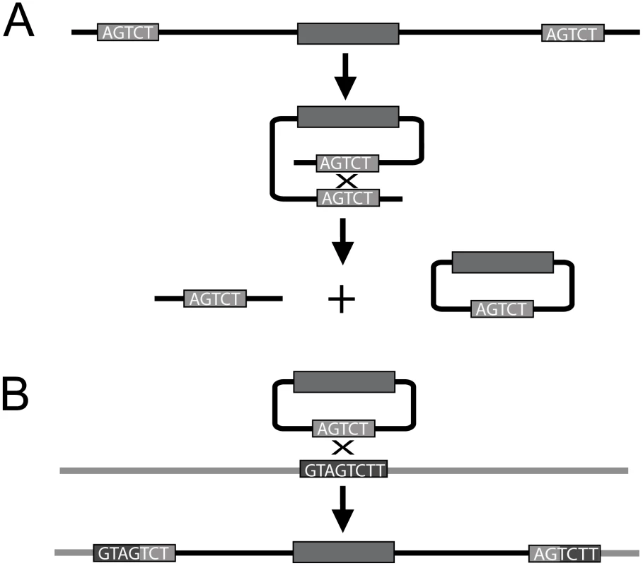 Diagram depicting intrachromosomal recombination and insertion via recombination of homologous sequence.