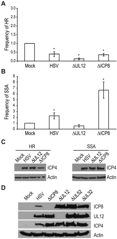UL12 but not ICP8 is necessary to increase single strand annealing during HSV infection.