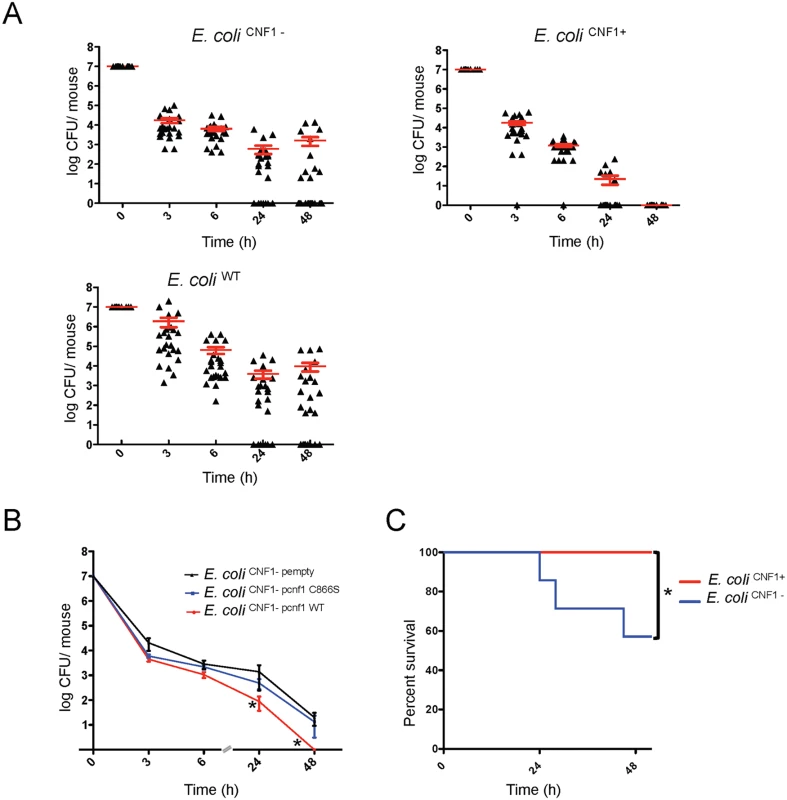 Infection with <i>E</i>. <i>coli</i> encoding CNF1 triggers clearance of bacteria from blood and mouse survival.