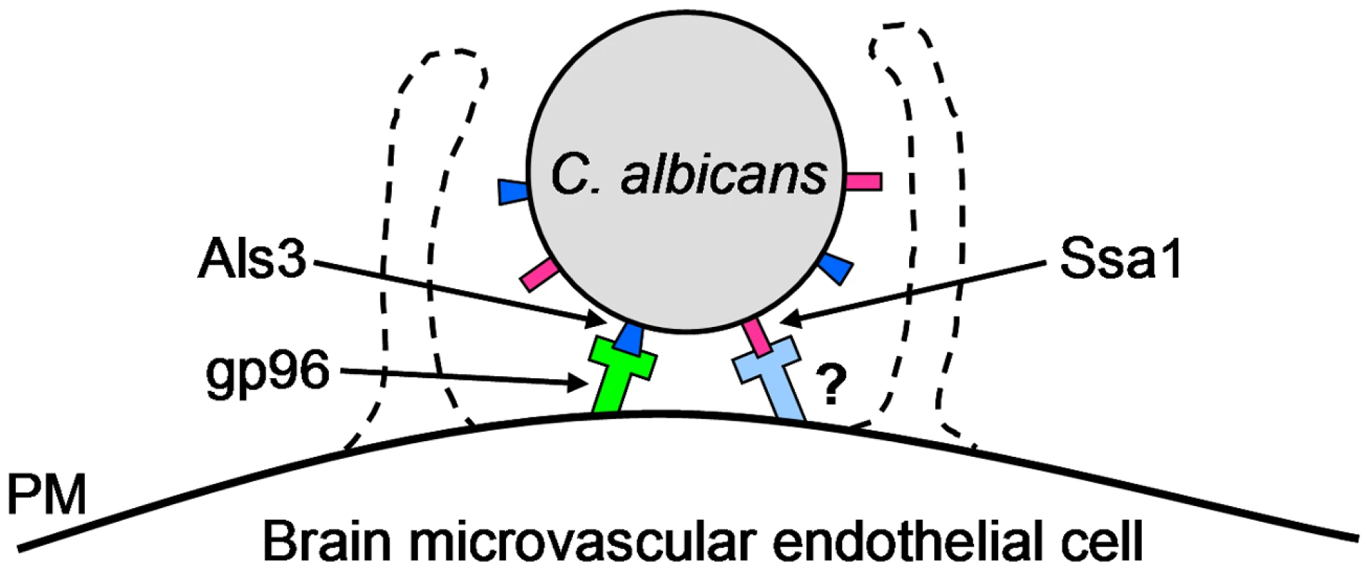 Model of the receptor-ligand interactions that mediate the endocytosis of <i>C. albicans</i> by HBMECs.