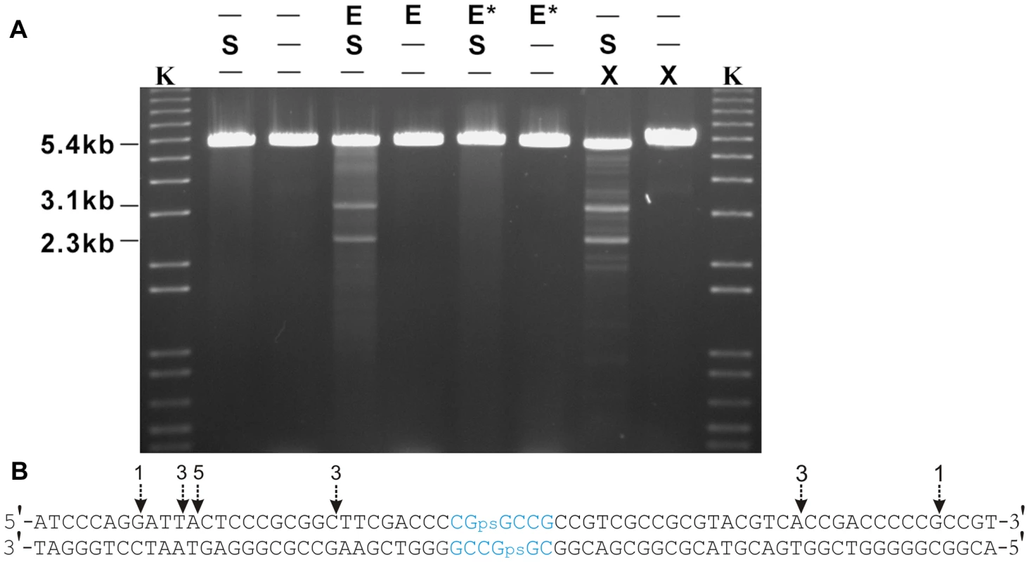 <i>In vitro</i> cleavage of S-modified (phosphorothioated) DNA by Tris-peracid or His<sub>6</sub>-Sco4631.