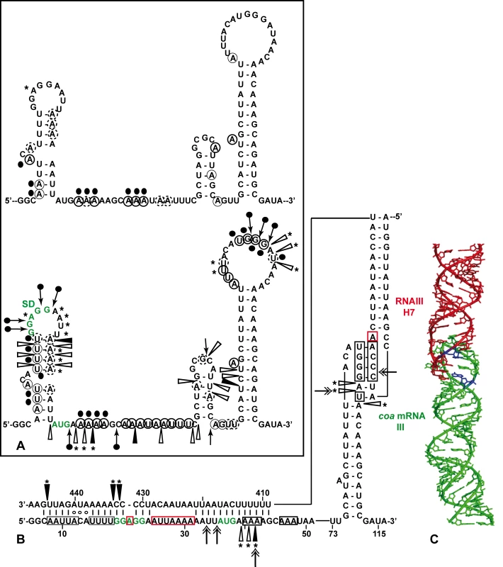 Structure of the RNAIII-<i>coa</i> mRNA complex.