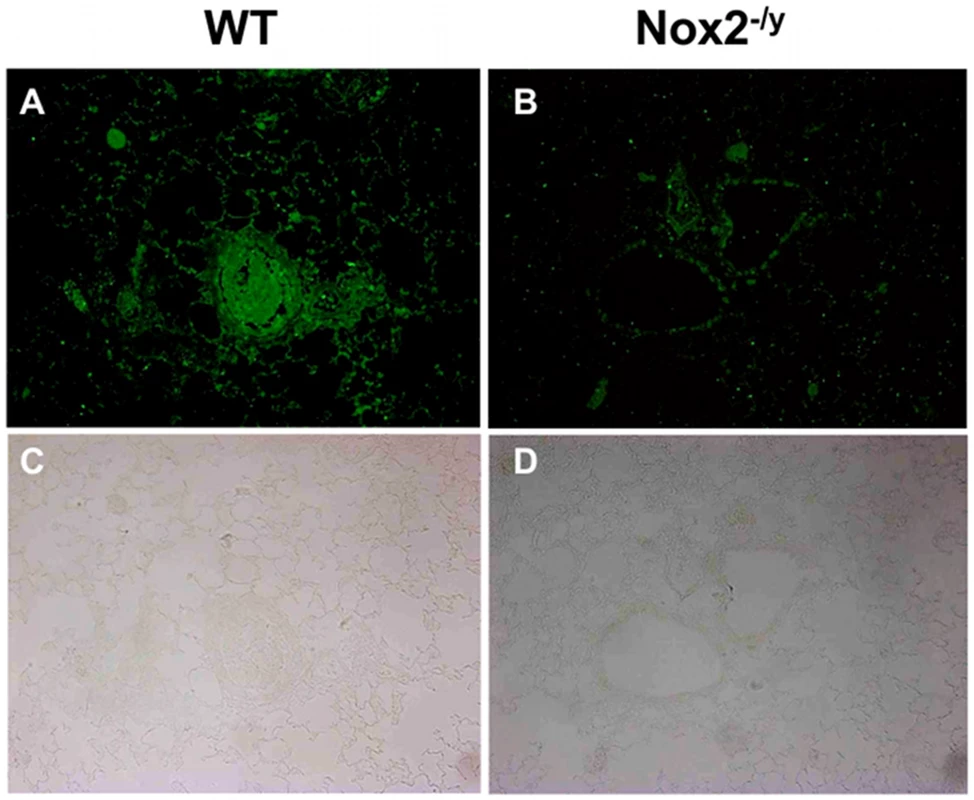 Peroxynitrite production in mouse lung infected with H3N2 (X-31) influenza A virus using 3-nitrotyrosine (3-NT) immunofluorescence.
