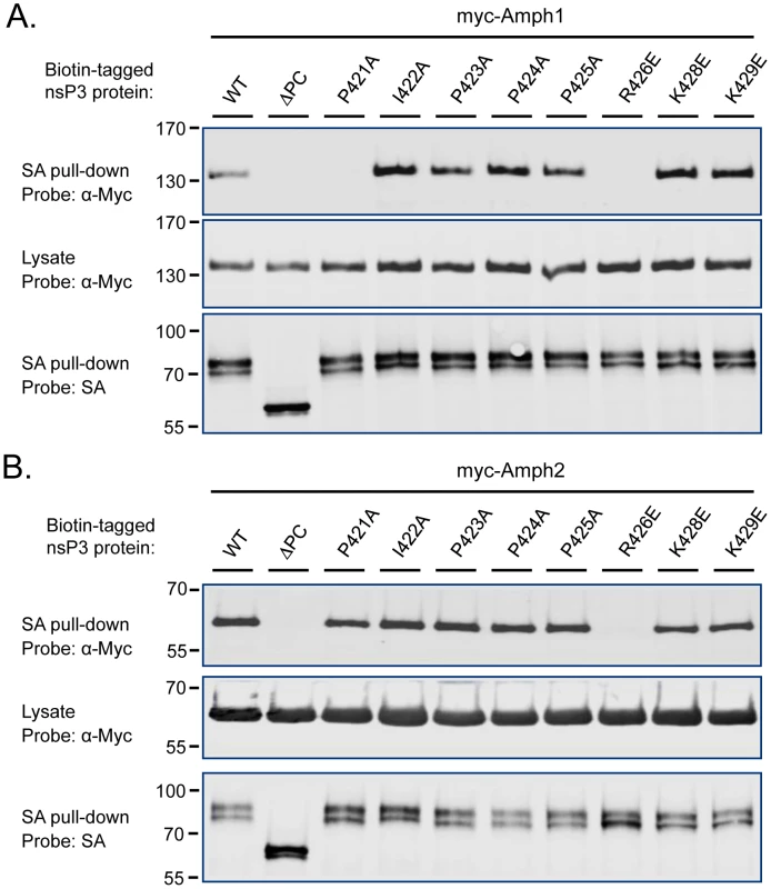 Identification of the critical amphiphysin-binding residues in the P1 region of SINV nsP3.