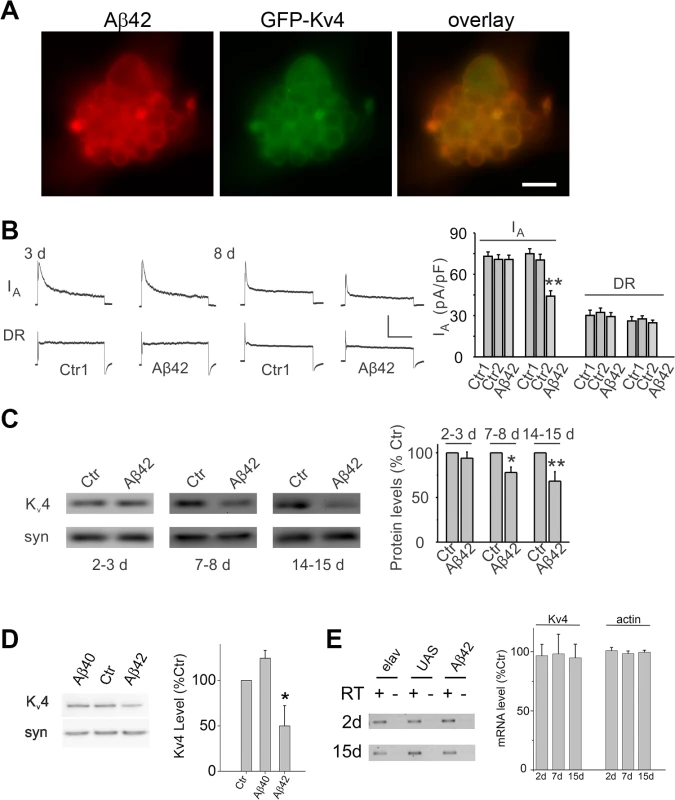 Expression of Aβ42 decreases K<sub>v</sub>4 protein and currents in the intact brain.