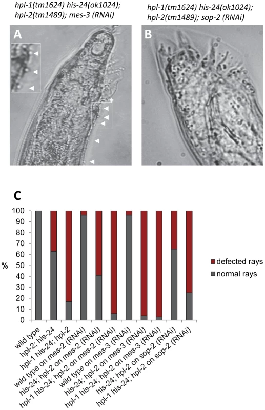 MES-2 and MES-3 enhances the number of defected rays in animals lacking <i>hpl-2</i> and <i>his-24</i>.